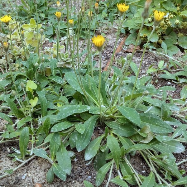 Piloselle (Hieracium pilosella) bio semences