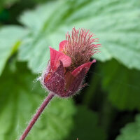 Benoîte des ruisseaux (Geum rivale) bio semences