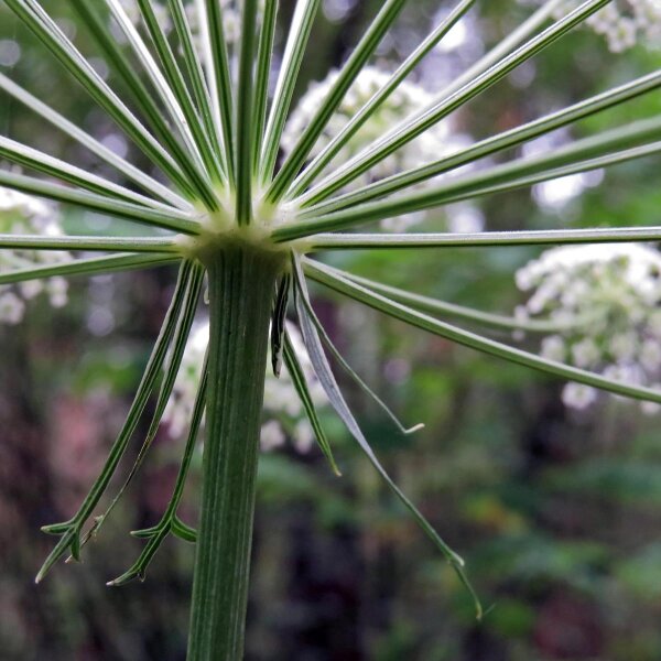 Benjoin / Impératoire (Peucedanum ostruthium) bio semences