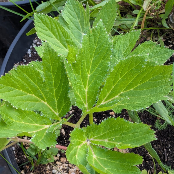 Benjoin / Impératoire (Peucedanum ostruthium) bio semences
