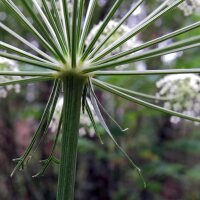 Benjoin / Impératoire (Peucedanum ostruthium) bio semences