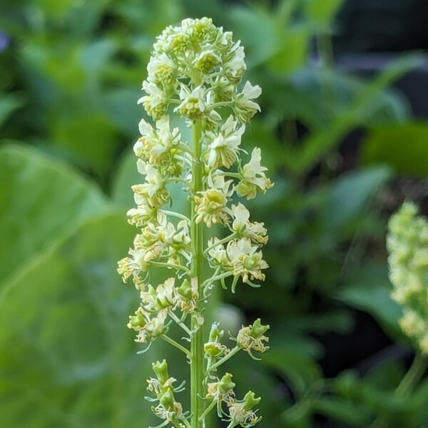 Réséda des teinturiers (Reseda luteola) bio semences