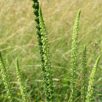 Réséda des teinturiers (Reseda luteola) bio...