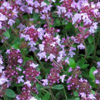 Thym de bergère (Thymus pulegioides) semences