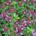 Thym de bergère (Thymus pulegioides) semences