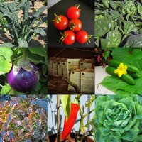 Légumes exigeants, sur parterre surélevés (bio) – Kit de semences