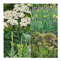 Plantes ancestrales énergétiques et protectrices (bio) - Set de semences