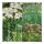 Plantes ancestrales énergétiques et protectrices (bio) - Set de semences