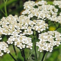 Achillée millefeuille (Achillea millefolium) bio...