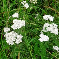 Achillée millefeuille (Achillea millefolium) bio...