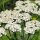 Achillée millefeuille (Achillea millefolium) bio semences