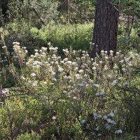 Lédon des marais (Ledum palustre) graines