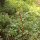 Lédon des marais (Ledum palustre) graines