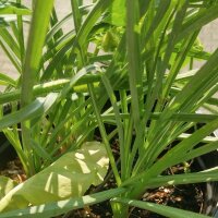 Salsifis cultivé (Tragopogon porrifolius) bio semences