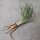 Salsifis cultivé (Tragopogon porrifolius) bio semences