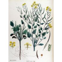 Moutarde blanche (Sinapis alba) bio semences