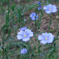 Lin cultivé (Linum usitatissimum) bio semences