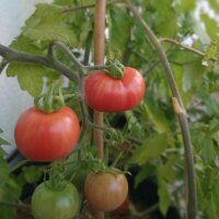 Tomate groseille dHumboldt (Solanum pimpinellifolium var....