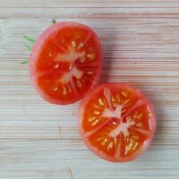 Tomate groseille dHumboldt (Solanum pimpinellifolium var. humboldtii) graines
