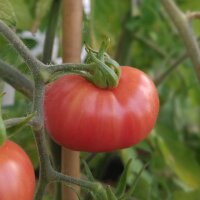 Tomate groseille dHumboldt (Solanum pimpinellifolium var....