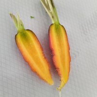 Mélange de carottes (biologique)