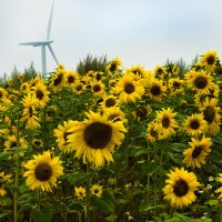 Mélange de tournesols (Helianthus annuus) biologiques