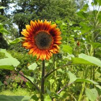 Tournesol "Velvet Queen" (Helianthus annuus)...