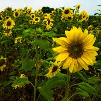 Tournesol "Jaune à fleurs moyennes" (Helianthus annuus) Bio semences