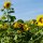 Tournesol "Jaune à fleurs moyennes" (Helianthus annuus) Bio semences