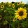 Tournesol "Jaune à fleurs moyennes" (Helianthus annuus) Bio semences