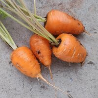 Carotte de Chantenay (Daucus carota) bio semences