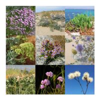 Herbes de plage - Coffret cadeau de graines