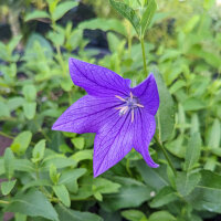 Campanule à grandes fleurs Mariesii (Platycodon grandiflorus) Bio semences