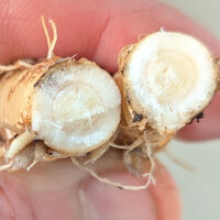 Campanule à grandes fleurs Mariesii (Platycodon grandiflorus) Bio semences