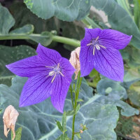 Graines Platycodon Grandiflorus Blanc - Clochette Chinoise, Ballon Blanc - Lot De 50 Graines Vivaces Pour Jardin