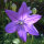 Campanule à grandes fleurs Mariesii (Platycodon grandiflorus) Bio semences