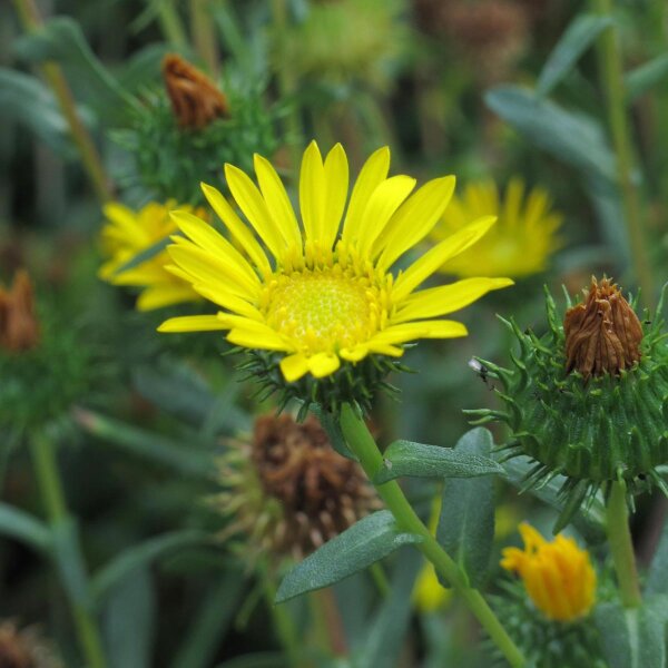 Grindelia (Grindelia robusta) Bio semences