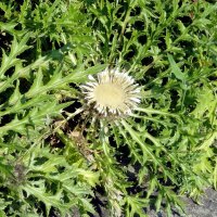 La Carline acaule (Carlina acaulis ssp. caulescens) bio semences