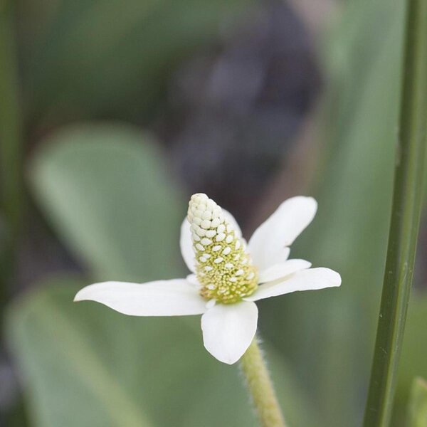 Yerba Mansa / Queu de lézard (Anemopsis californica) Bio semences