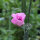 La Guimauve faux-chanvre (Althaea cannabina) bio semences