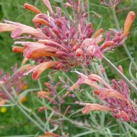 Hysope argentée Apache Sunset (Agastache...