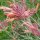 Hysope argentée Apache Sunset (Agastache rupestris) bio semences