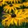 Rudbeckia (Rudbeckia hirta) Bio semences