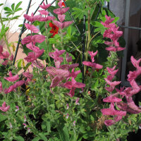 Sauge verte (Salvia viridis) bio semences