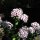 Lœillet de poète / œillet barbu Sweet William (Dianthus barbatus) Bio semences