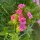 Lœillet de poète / œillet barbu Sweet William (Dianthus barbatus) Bio semences