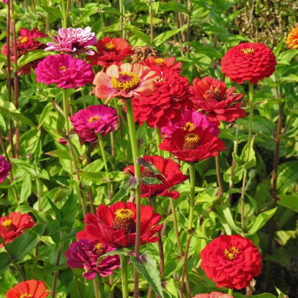 Zinnia élégant Dwarf Mix (Zinnia elegans) bio semences