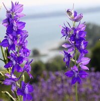 Dauphinelle des champs (Delphinium consolida) bio semences