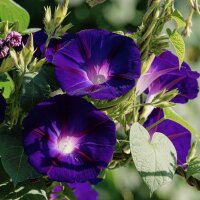 Le liseron pourpre / Ipomée pourpre (Ipomoea...