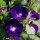 Le liseron pourpre / Ipomée pourpre (Ipomoea purpurea) bio semences